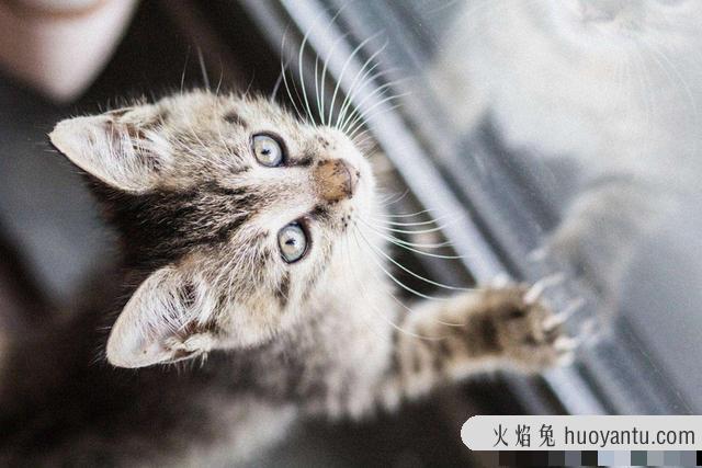 猫哭了代表什么预兆(猫在哭是什么预兆)