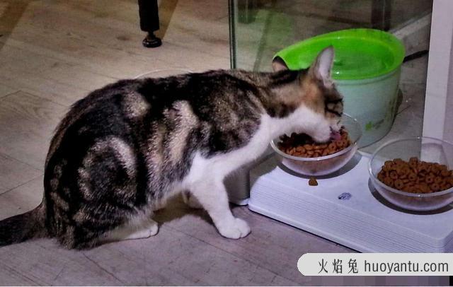 猫哭了代表什么预兆(猫在哭是什么预兆)