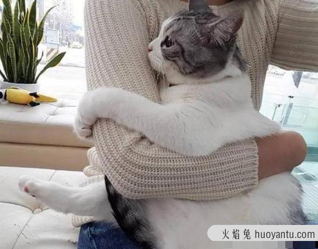 猫哭了代表什么预兆(猫在哭是什么预兆)