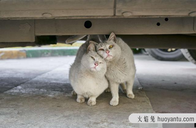 猫哭了代表什么预兆(猫在哭是什么预兆)