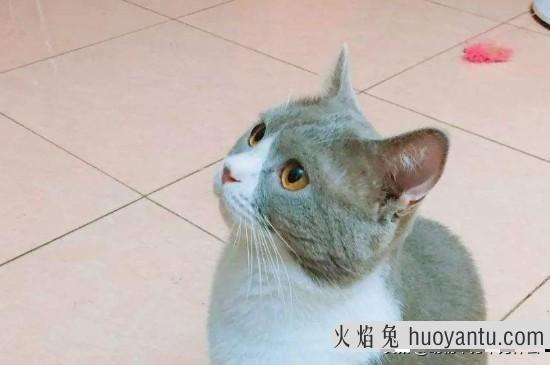 猫可以吃猪肝吗(宠物猫可以吃猪肝吗)