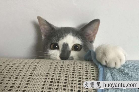 猫可以吃猪肝吗(宠物猫可以吃猪肝吗)