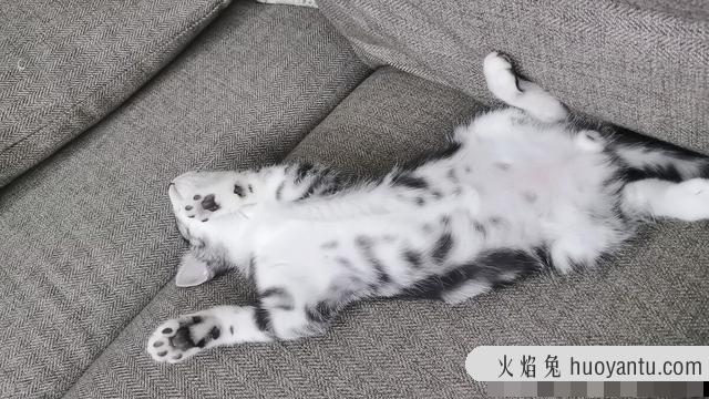 小猫咪的叫声(刚出生的小猫咪的叫声)