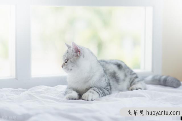 小猫咪的叫声(刚出生的小猫咪的叫声)