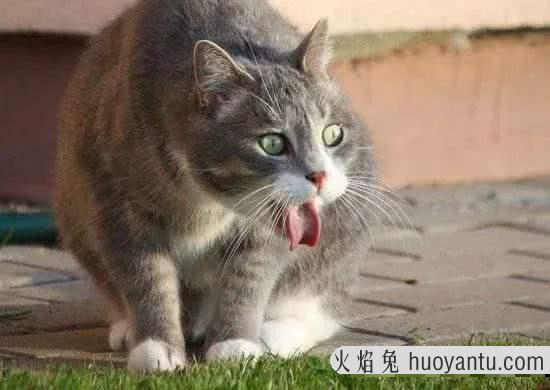 猫咪身体内有虫征兆(猫咪身体有虫的症状)