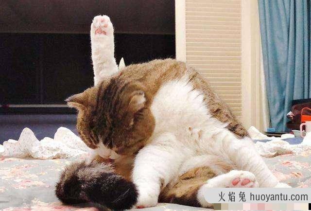 猫咪身体内有虫征兆(猫咪身体有虫的症状)