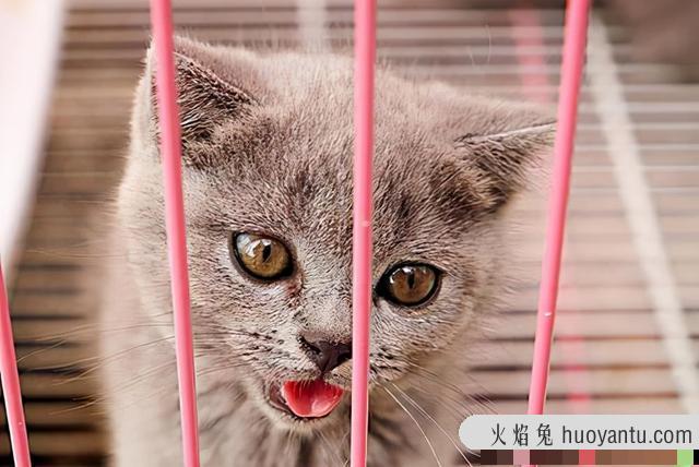 猫鼻支是什么症状(猫鼻支是什么症状好治吗)