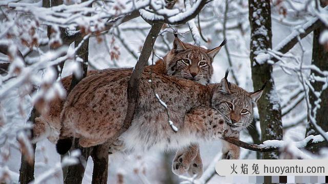 长尾虎猫(长尾虎猫图片)