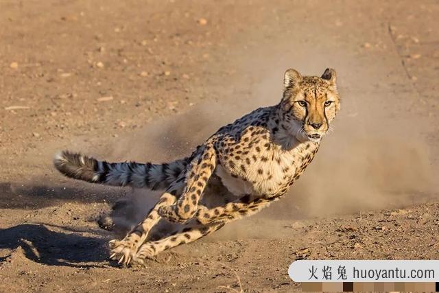 长尾虎猫(长尾虎猫图片)