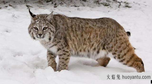 长尾虎猫(长尾虎猫图片)