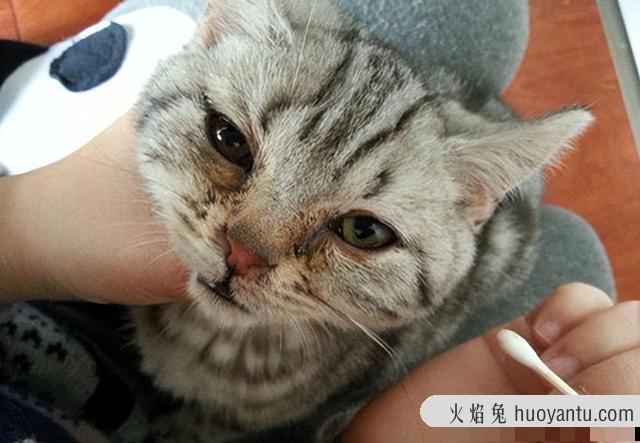 猫结膜炎(猫结膜炎用什么眼药水)