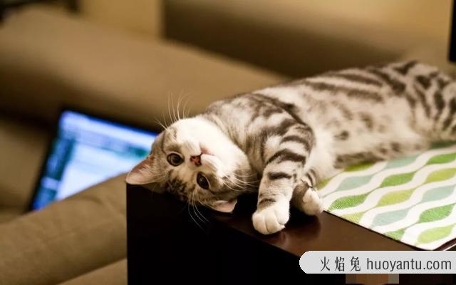 小猫咪的名字有哪些(小猫咪的名字怎么起可爱)