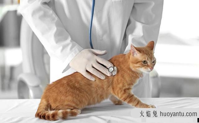 猫为什么会得猫传腹(什么情况猫会得猫传腹)