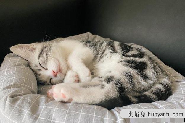 猫咪发抖是怎么回事(猫咪发抖打颤是什么原因)