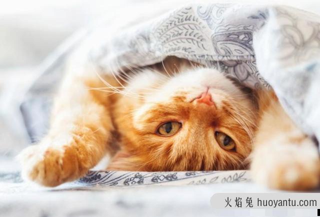 猫咪发抖是怎么回事(猫咪发抖打颤是什么原因)