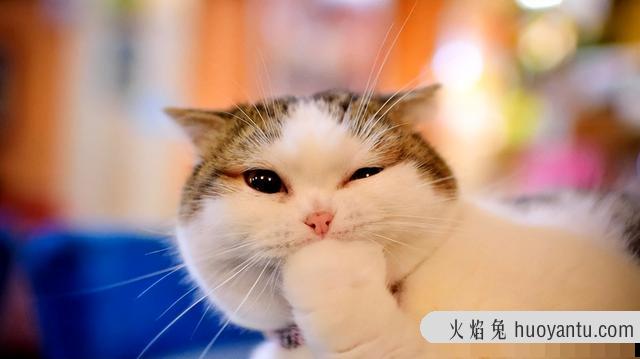 猫咪怀孕可以洗澡吗(猫咪怀孕能不能洗澡)