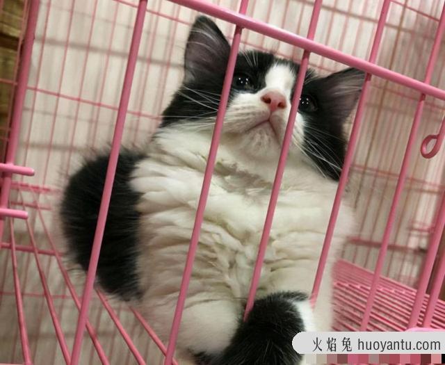 奶牛猫是什么品种(黑白奶牛猫是什么品种)