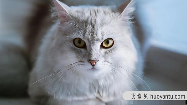 猫咪怀孕可以洗澡吗(猫咪怀孕能不能洗澡)