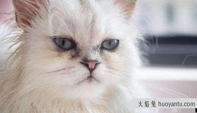 猫咪上火的症状(猫咪上火的症状吃什么)