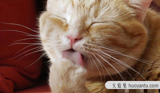 猫吐毛是正常现象吗(猫吐毛球正常吗)