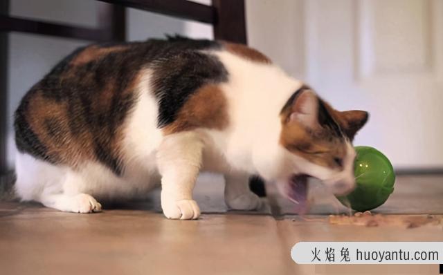 猫吐毛是正常现象吗(猫吐毛球正常吗)