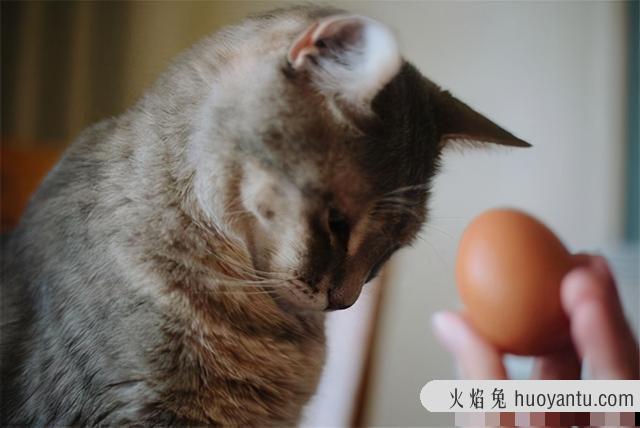 猫吐毛是正常现象吗(猫吐毛球正常吗)