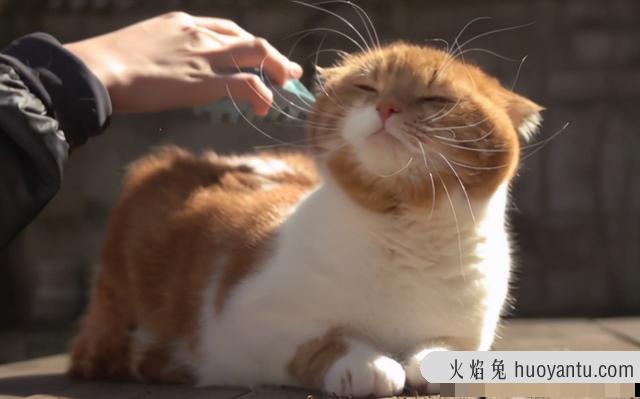 猫吐毛是正常现象吗(猫吐毛球正常吗)