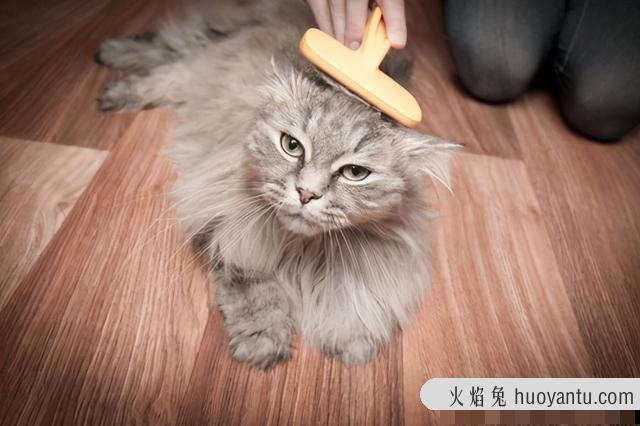 猫吐毛是正常现象吗(猫吐毛球正常吗)