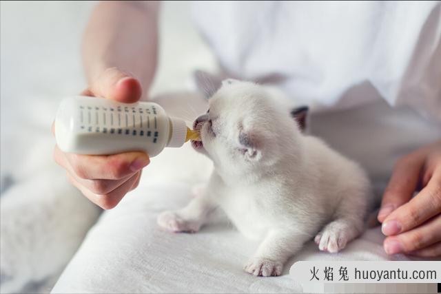 猫咪怀孕几个月(猫咪怀孕几个月才生宝宝)