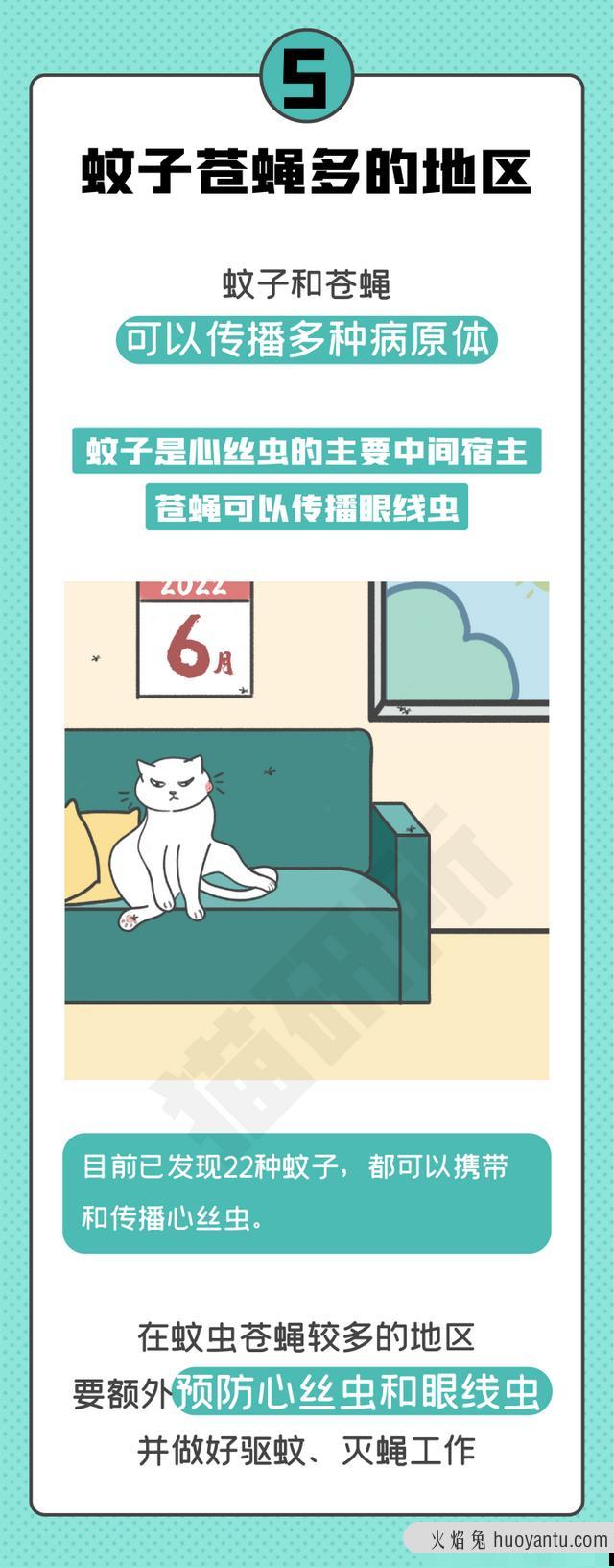 猫如何驱虫(如何给猫驱虫步骤)