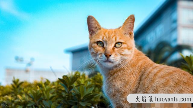 流浪猫吃什么(流浪猫吃什么食物)