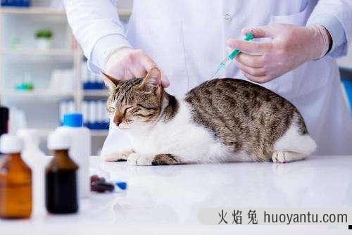 怎么判断猫有没有狂犬病(怎么判断猫有没有狂犬病潜伏期)