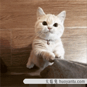 猫咪叫是什么意思(猫咪叫是啥意思)