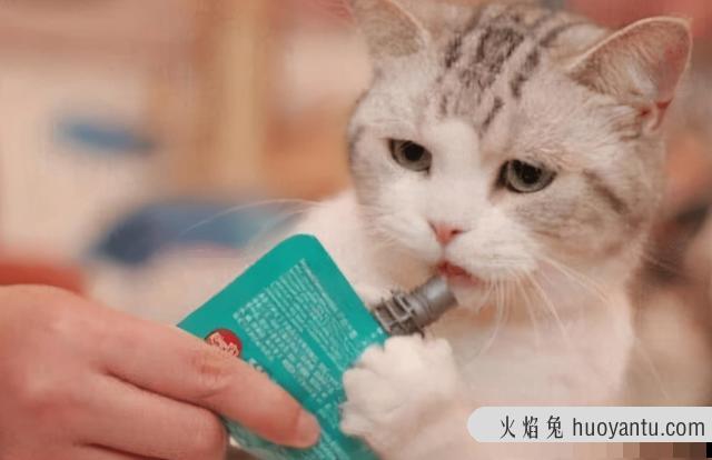 猫吐猫粮是什么原因(成年猫吐猫粮是什么原因)