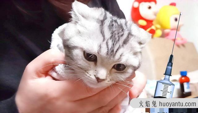 猫咪疫苗间隔时间(猫咪疫苗间隔时间多久)