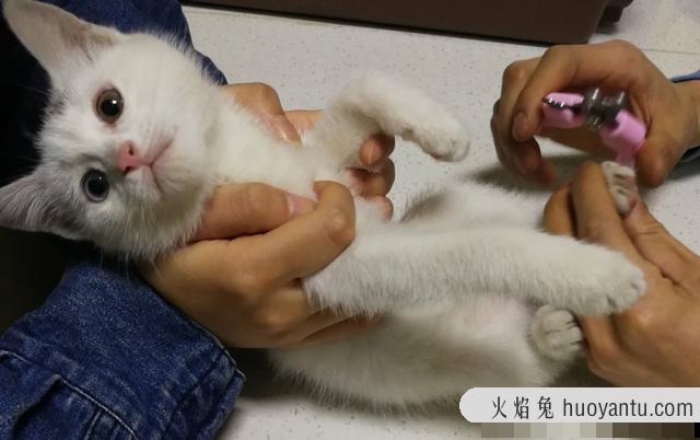 猫咪疫苗间隔时间(猫咪疫苗间隔时间多久)