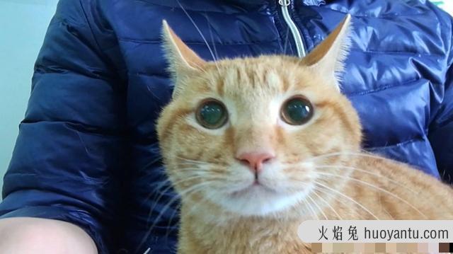 猫咪疫苗间隔时间(猫咪疫苗间隔时间多久)