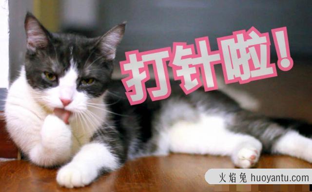 猫咪疫苗间隔时间(猫咪疫苗间隔时间多久)