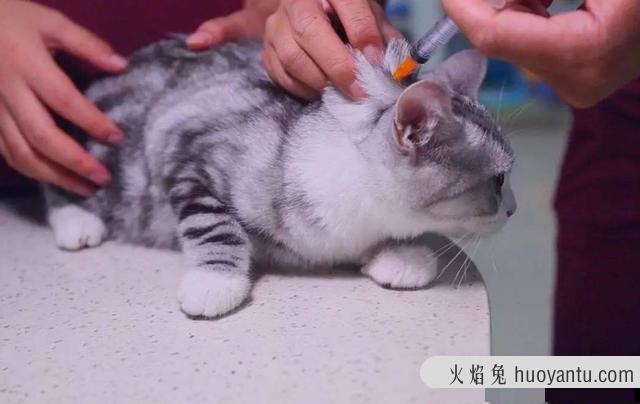 猫咪疫苗间隔时间(猫咪疫苗间隔时间多久)