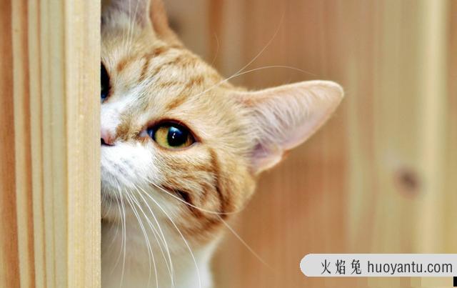 猫咪疫苗间隔时间(猫咪疫苗间隔时间多久)