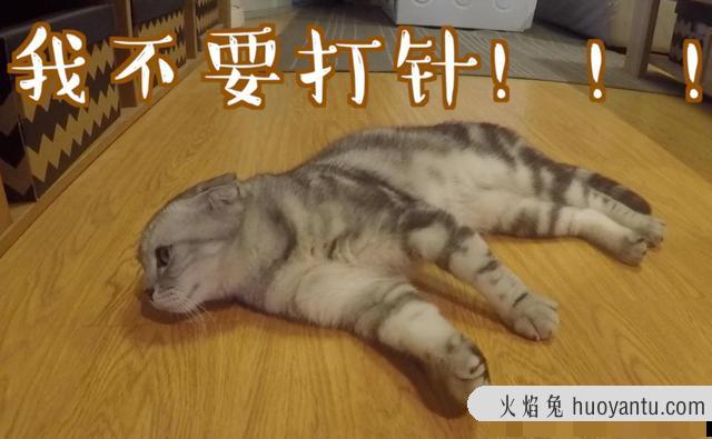 猫咪疫苗间隔时间(猫咪疫苗间隔时间多久)