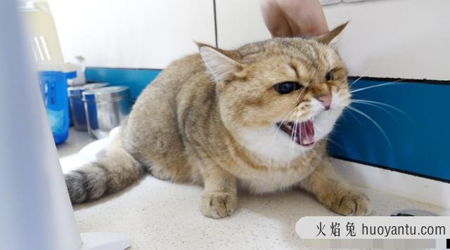 猫咪疫苗间隔时间(猫咪疫苗间隔时间多久)