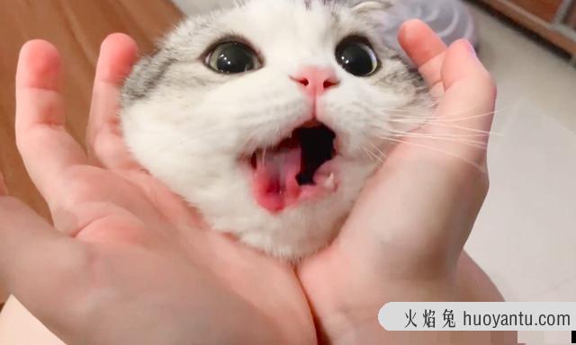 猫咪疫苗间隔时间(猫咪疫苗间隔时间多久)