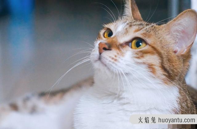 猫咪疫苗间隔时间(猫咪疫苗间隔时间多久)