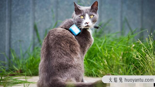 猫是哺乳动物吗(猫属哺乳动物)