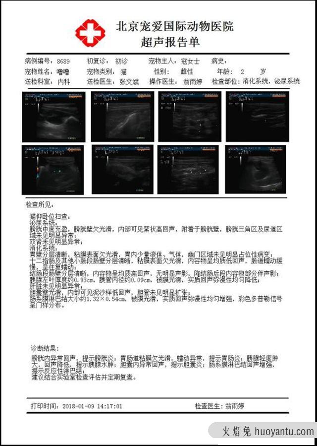 猫瘟怎么治(猫瘟怎么治疗用什么药)