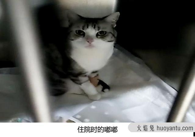 猫瘟怎么治(猫瘟怎么治疗用什么药)