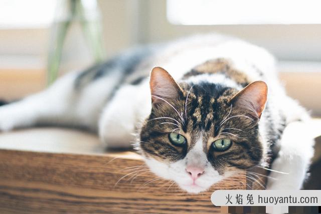 猫瘟怎么治(猫瘟怎么治疗用什么药)