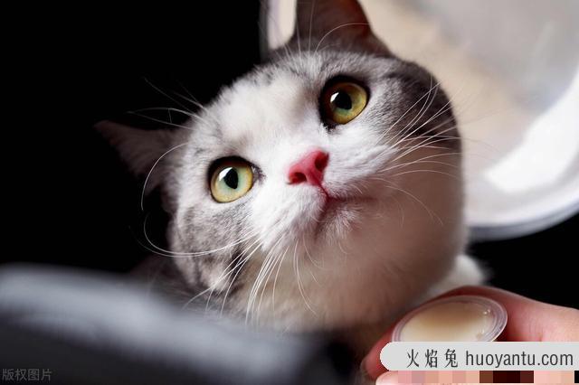 猫可以吃酸奶吗(3个月小猫可以吃酸奶吗)