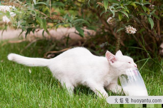 猫可以吃酸奶吗(3个月小猫可以吃酸奶吗)